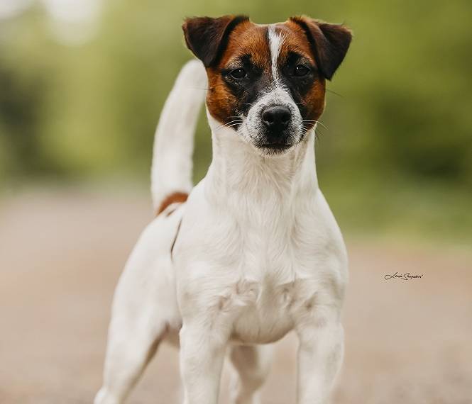 Terence Bohemia Point 