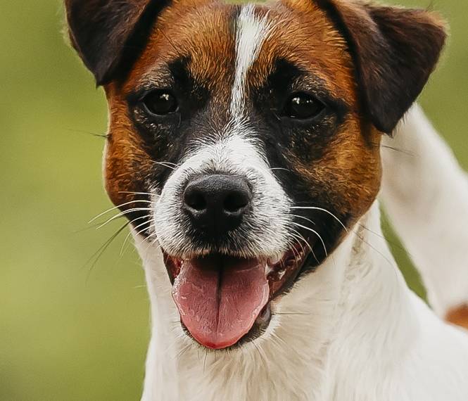 Terence Bohemia Point 