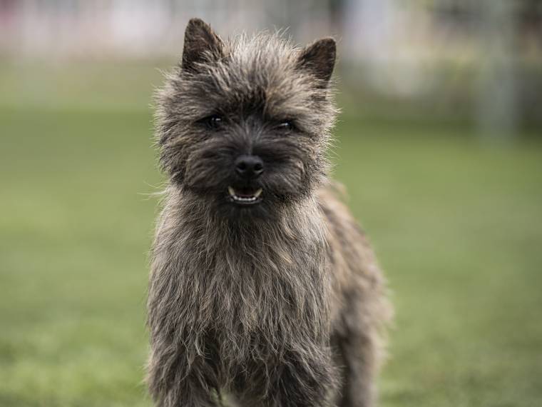 Gerra Hoity-Toity Gang