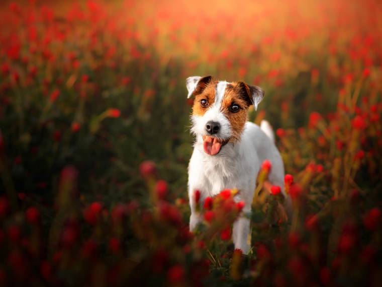 Attractive Amber Rikaele's pride