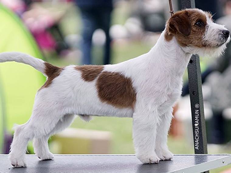 Ho Vinto per Armonia Canina