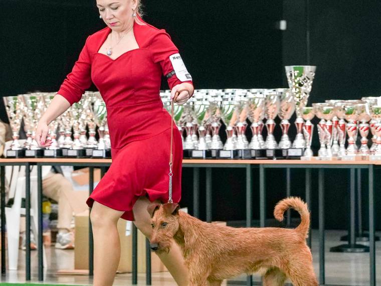 Czech Copyright Irish Avalanche