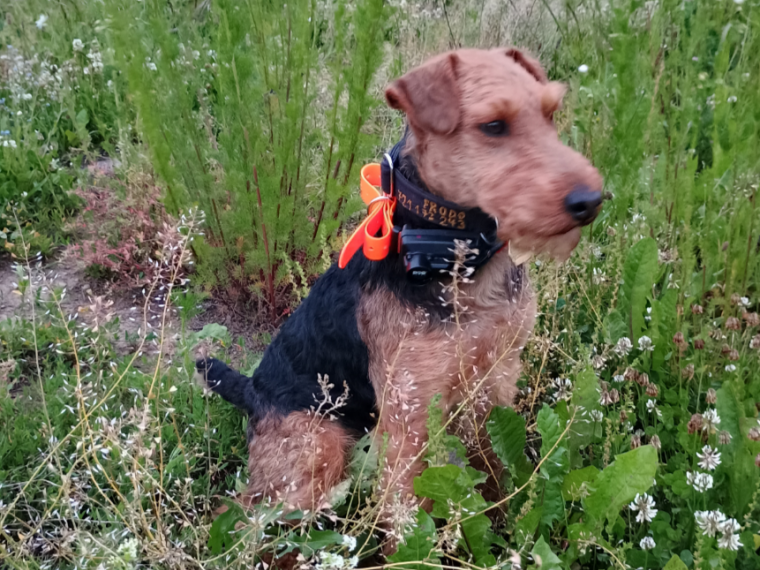 Frodo od Zábědovského potoka